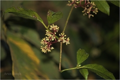 Tetrastigma gamblei